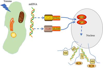 Advances in cGAS-STING Signaling Pathway and Diseases